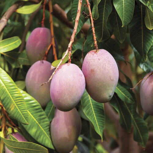 Palmer mango is a compact variety.